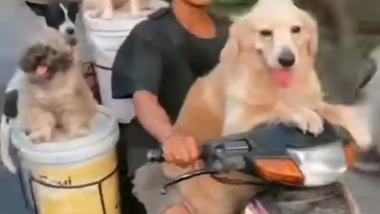 Dog and cat on motorbike😸🐶🏍️Very interesting and funny