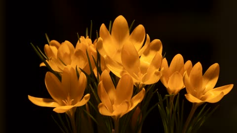 Orange flowers blossom