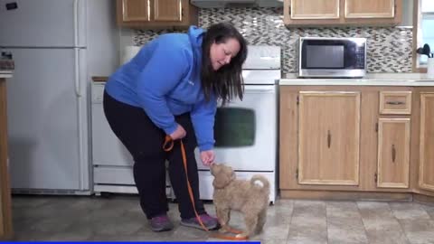 Dog training video