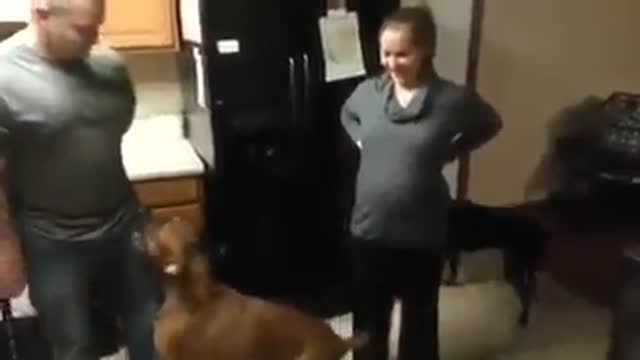 Dog Protecting Pregnant Mom