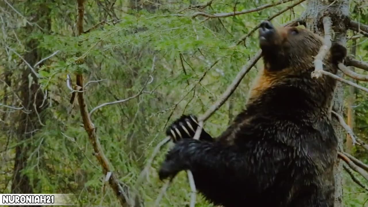 Bears Dancing in the Forest