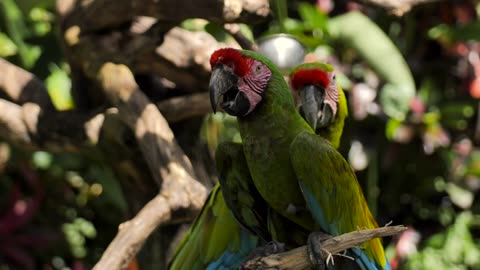 Parrot Bird and natural environment