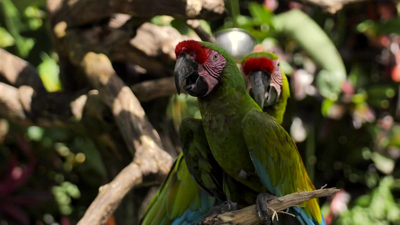 Parrot Bird and natural environment