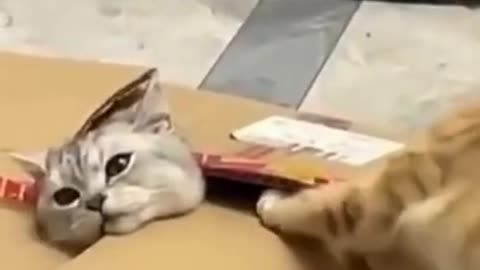 Funny Cat videos 🤣🤣🤣