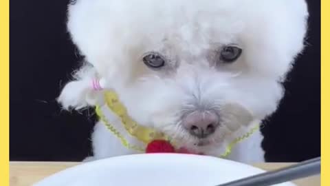 The cutest dog eating food, so adorable