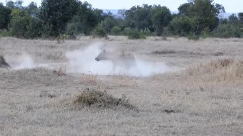 Hyena knows there's more Warthogs babies