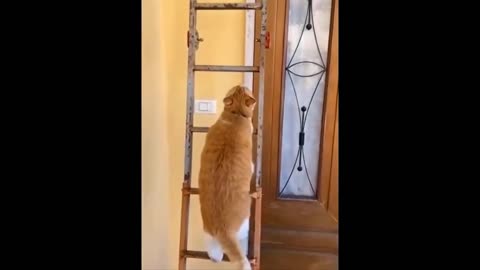 New Funny Animals Video Of Cat And Dogs#