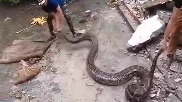 Amazing.. Oh my god snake attack a man