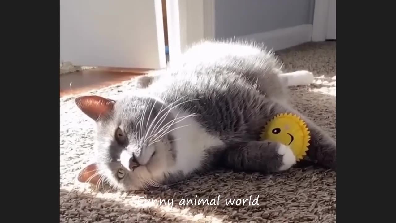 Funny cats and animals compilation