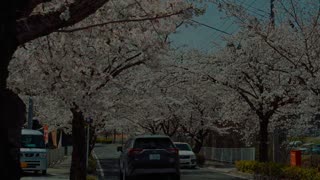 Walking through Saitama's Cherry Blossom Trees