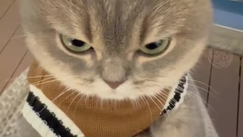 Cute puppy cat fun video
