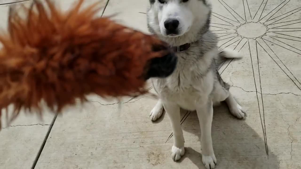 Siberian Husky APPROACHES ME While IN UNDIES , Dog Greeting Behavior