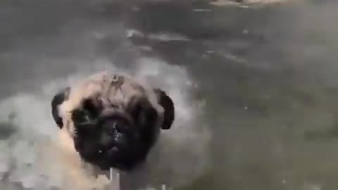 Funny Pug Videos Compilation | 2021