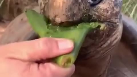 Best Funny Animal Videos of the year (2024), funniest animals ever. relax with cute animals video