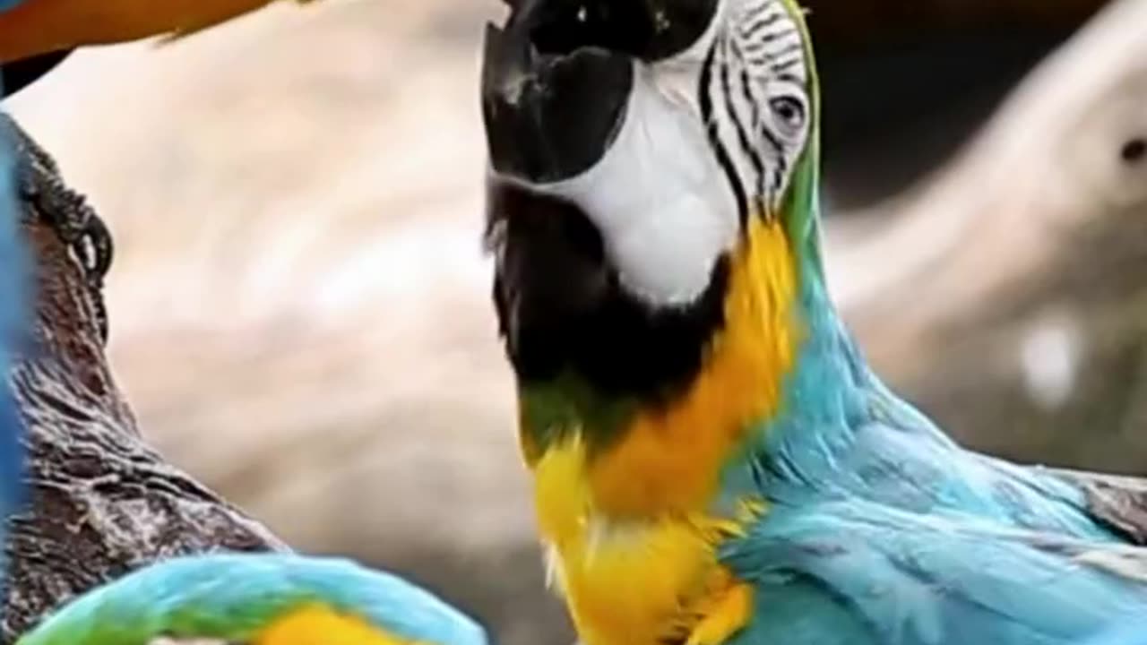 Beautiful Parrot Adorable HD Photography