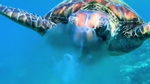 Queensland, Australia. So turtles actually eat jellyfish. Have you seen it while diving?