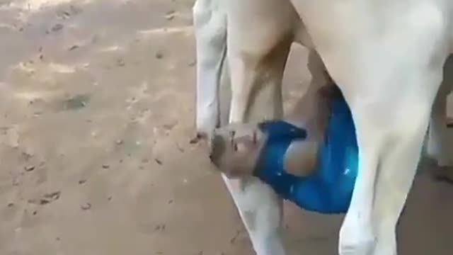 monkey funny videos