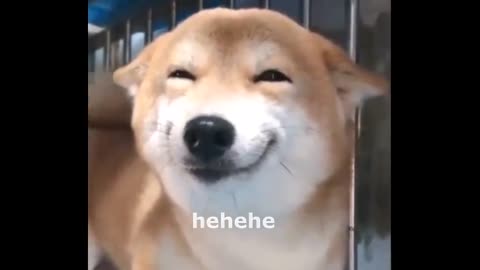 Shiba Inu Smile