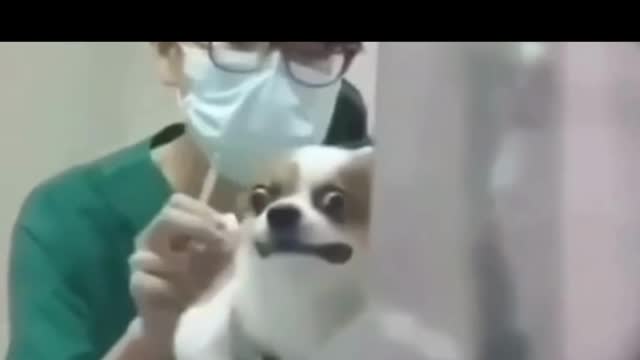 ЖИВОТНИТЕ ЗНАЯТ