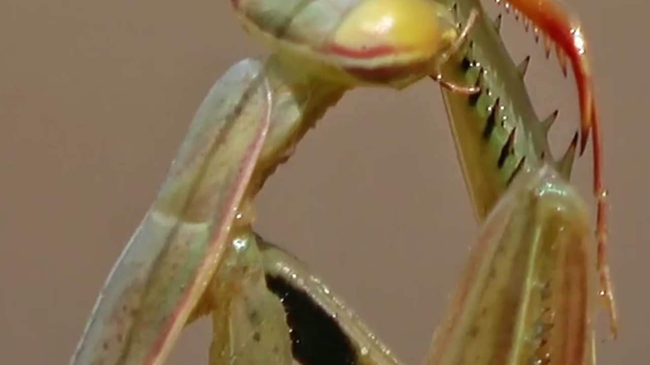 Predatory Mantis Cleaning Bits of Prey From Itself #insects