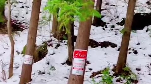 Snowfall on Nathia Gali Road Beautiful View Pakistan