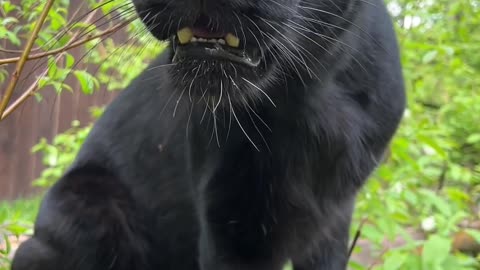 The_Talking_Panther😸(1080p60)