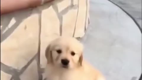 Cute puupy dogii video