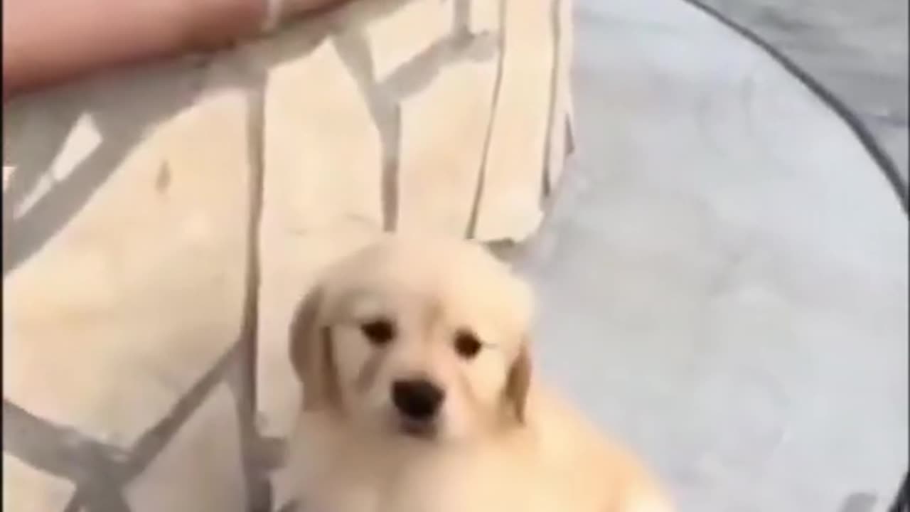 Cute puupy dogii video