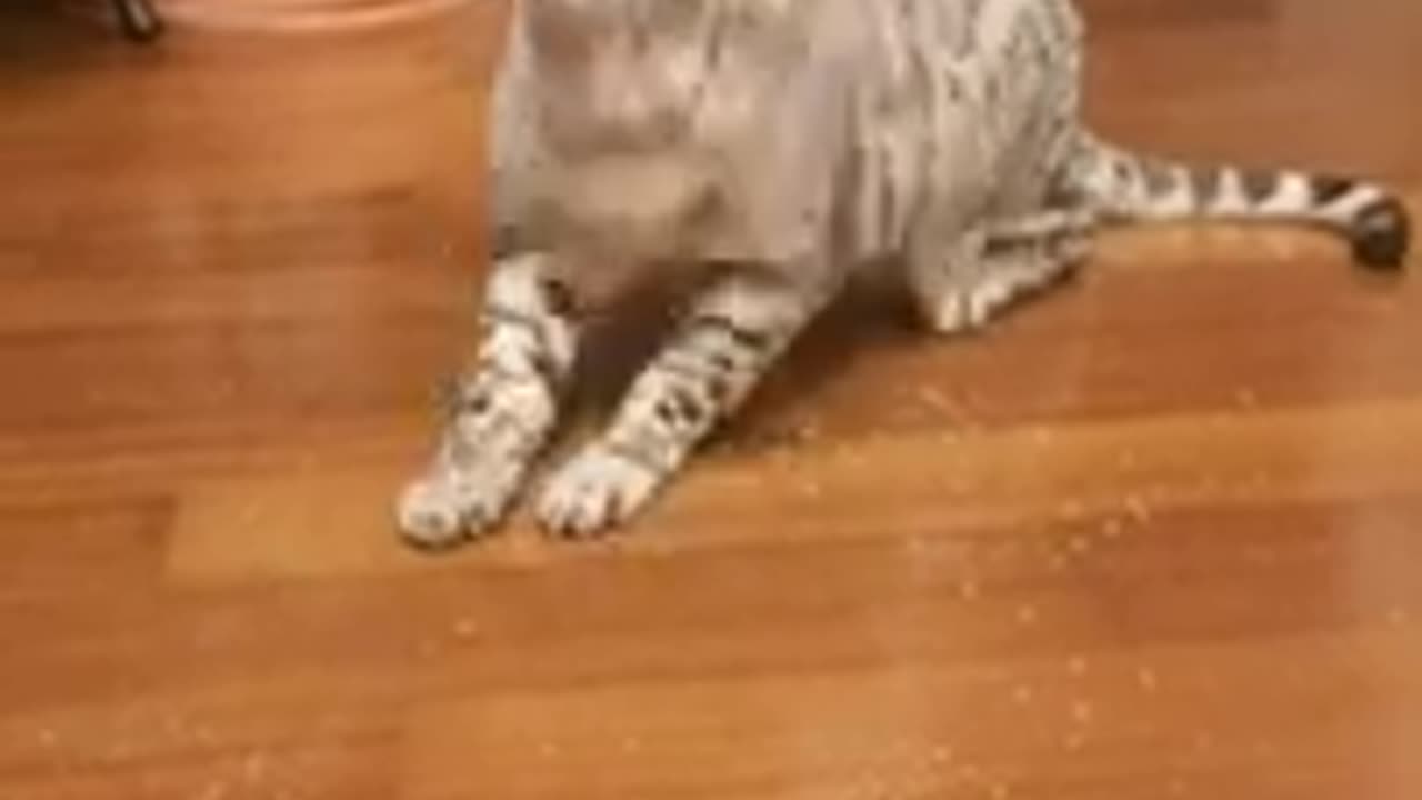 Cat Tries Catnip For The First Time