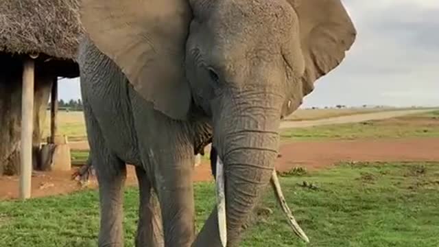 Elephant playing soccer!