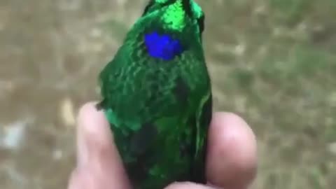 This Birds Is Very Beautyful