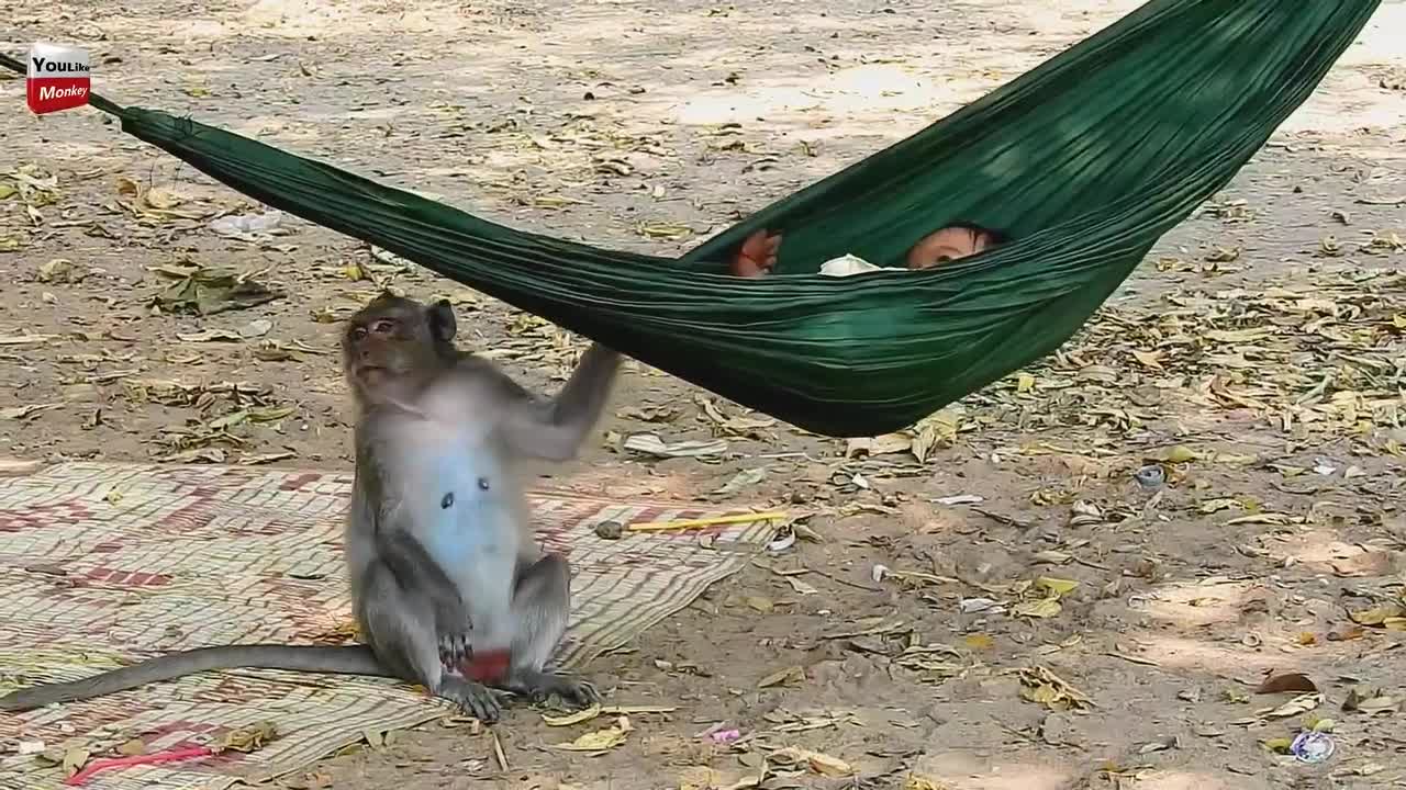 Strong and true relationship video: baby and monkey