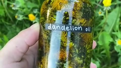 HOW TO MAKE DANDELION OIL AND IT’S USES