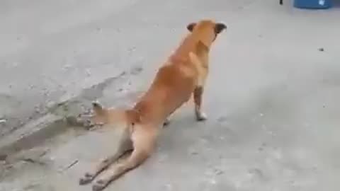 Funny dog