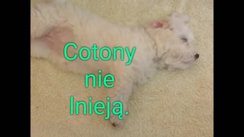 COTON DE TULEAR.Krótki opis rasy.