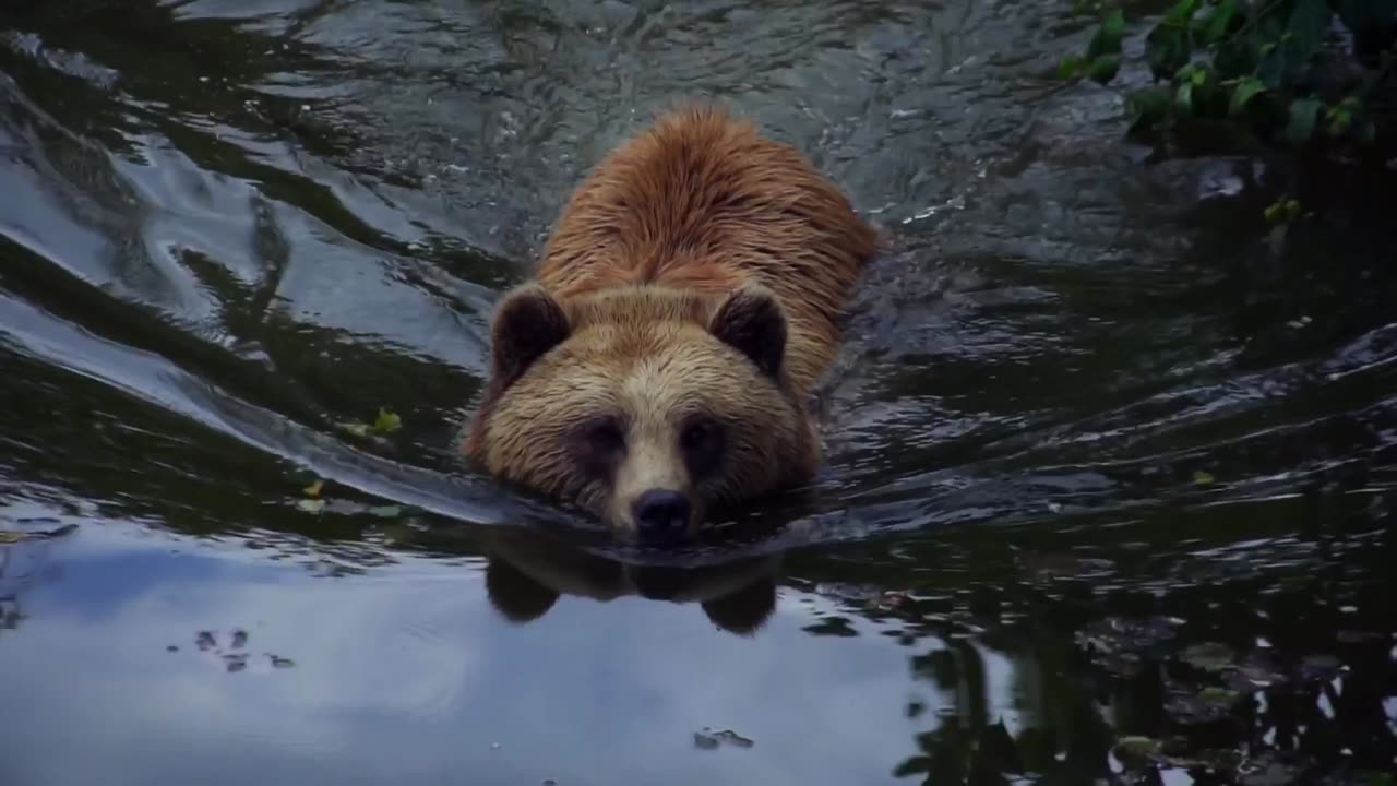 Big bear in natural