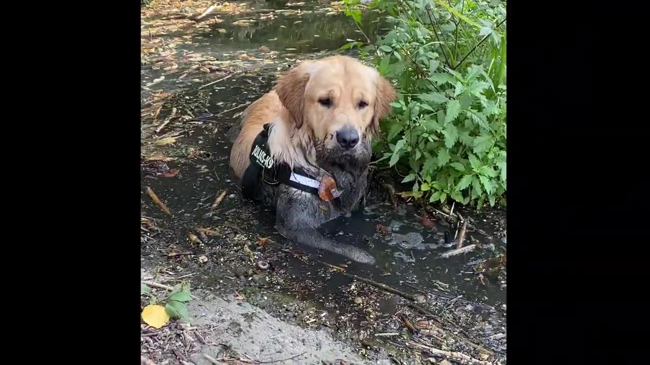 Bathing of Golden Retriever looks like