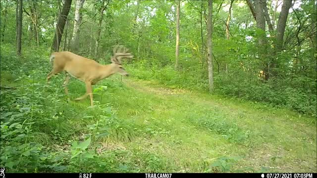 July 8 and 10 pt traffic