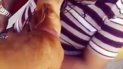 When you sleeping and Deeply kissed by a Dog