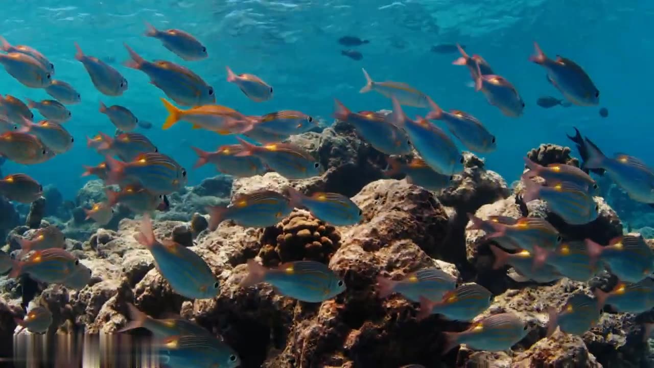 Underwater World 4K - Incredible Colorful Ocean Life | Marine Life