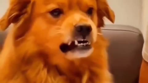 Angry dog empty plate