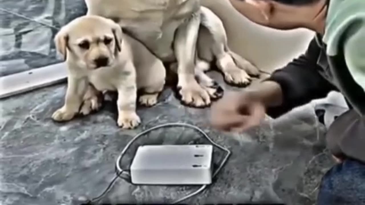 Animal dog funny videos