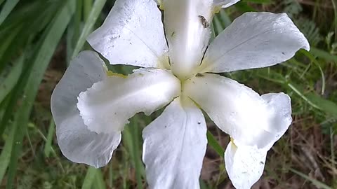 White Cemetery Iris