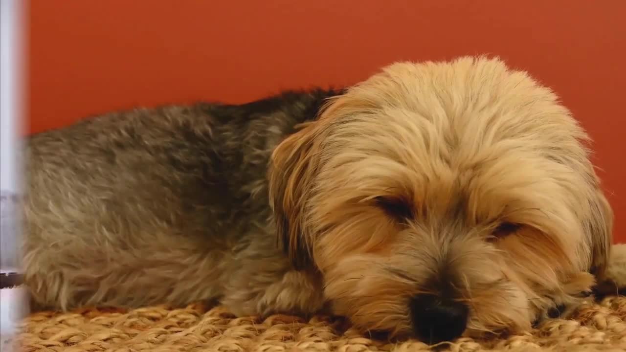 Best of FUNNY DOG video That'll Significantly Improve The Ruff Day You're Having