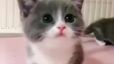 Cute kitty