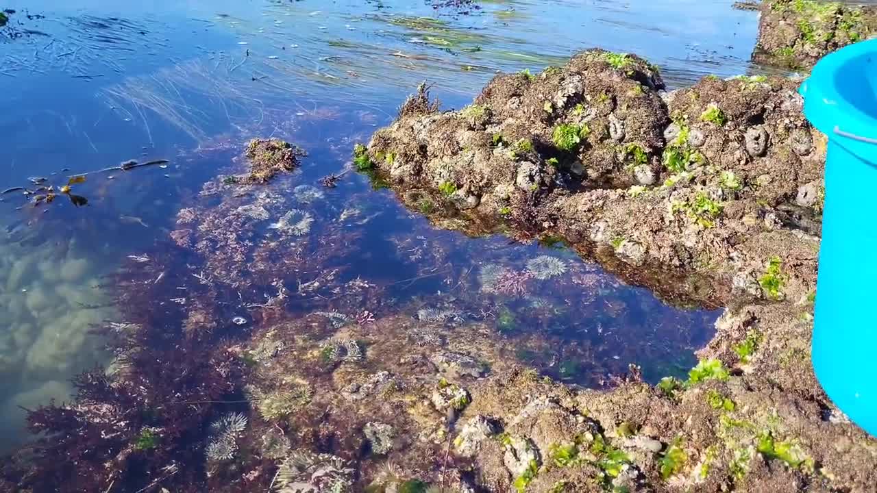 Lots of crabs and octopus on low tide days.🦀🐙🦀