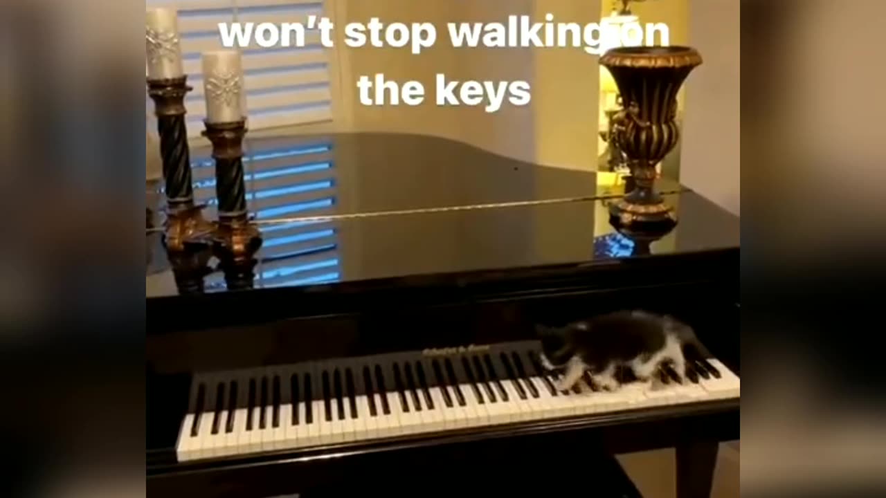 Cat to walks on piano and makes a melody