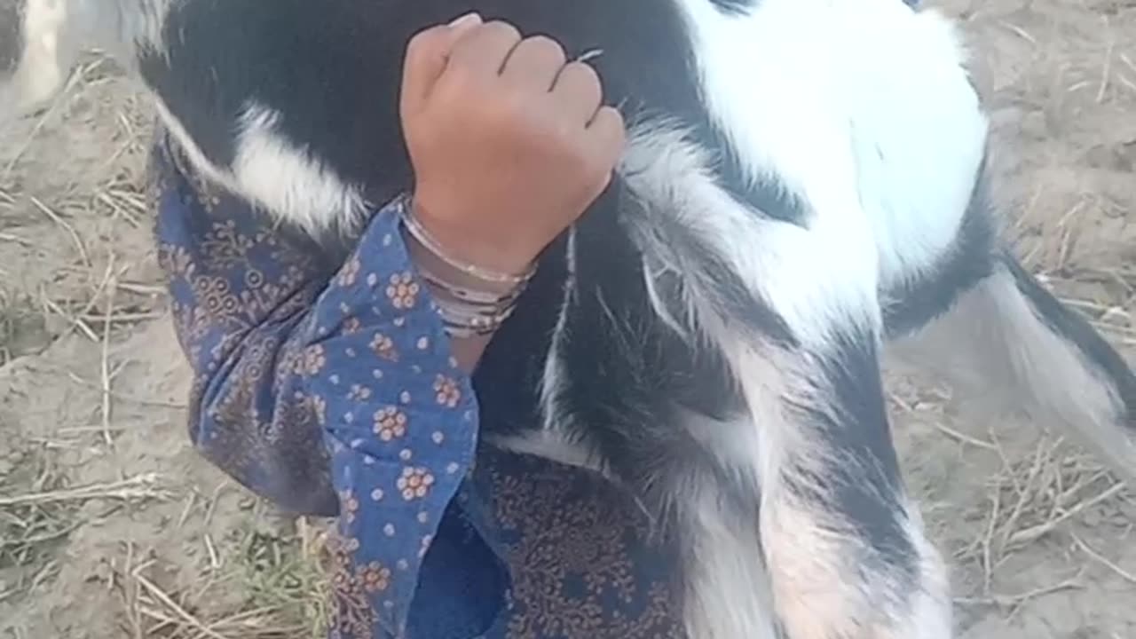 Cute and Funny and Cute Baby Goat Video