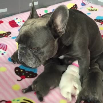 Mamá bulldog francés amamantando está más que agotada