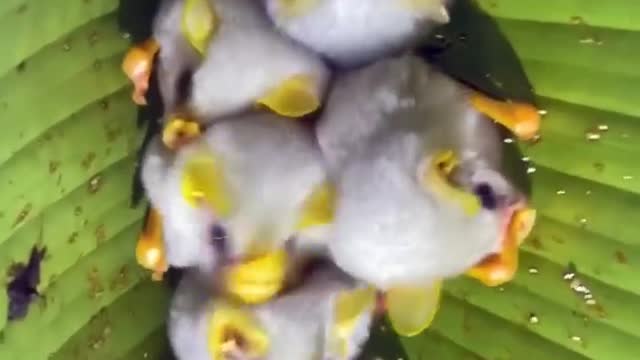 Honduran White Bat One Of The Cutest And Exotic Animals In The World